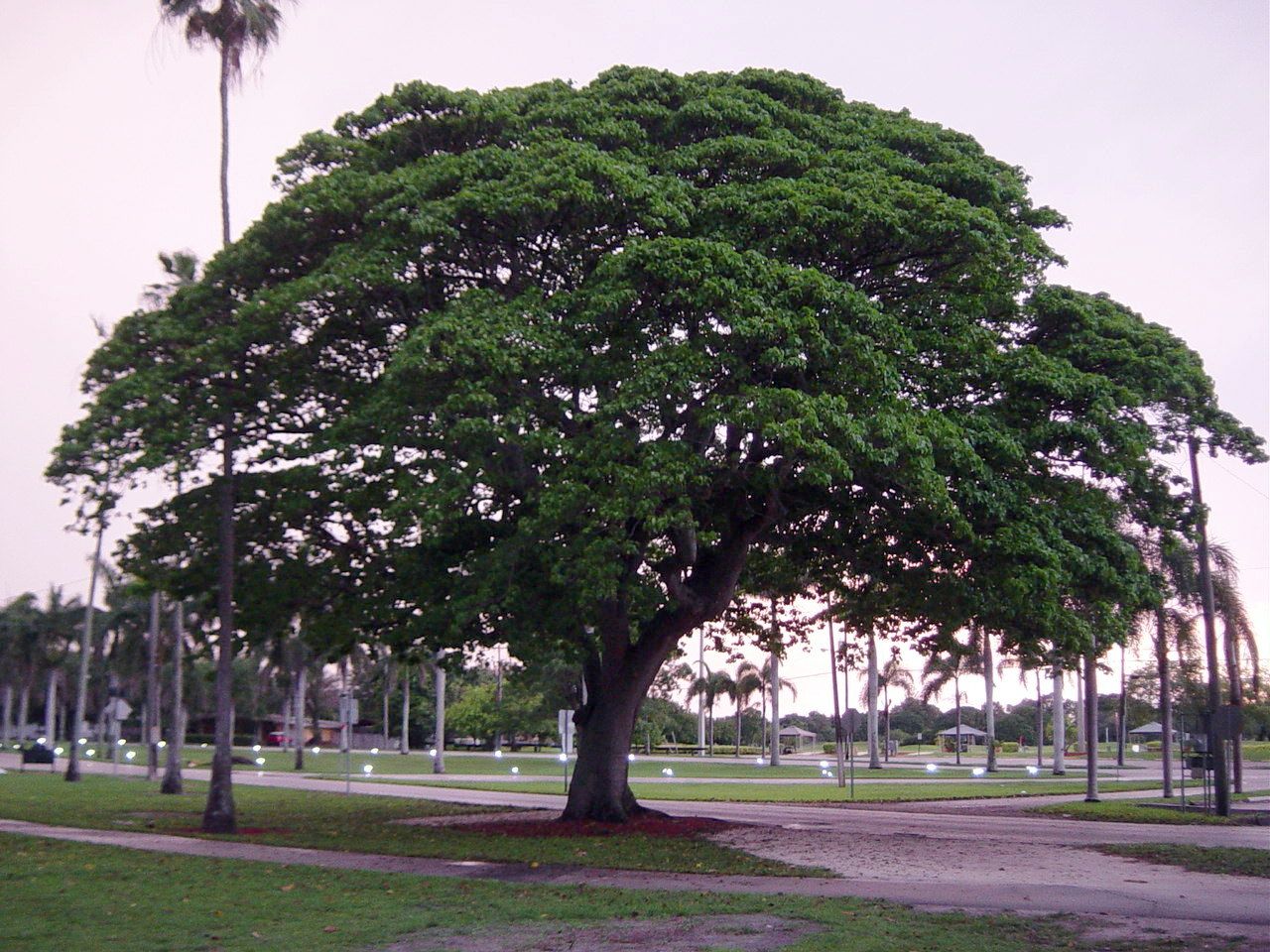 DSC03068-1.jpg