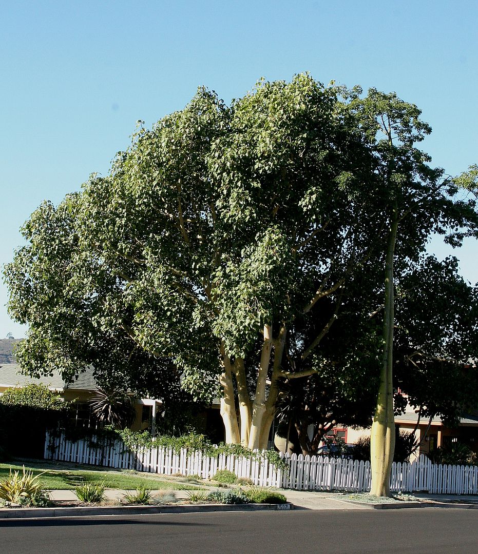 Ficus_petiolaris_Stanley.jpg
