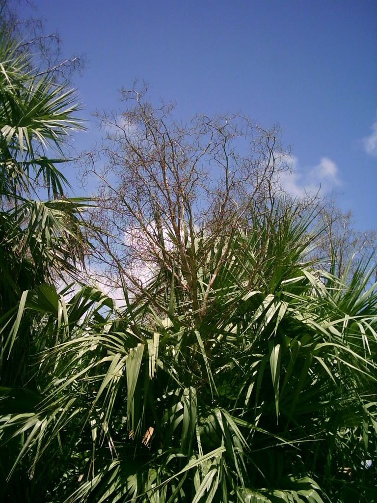 Looks like saw palmetto on steroidsWhat is it? DISCUSSING PALM