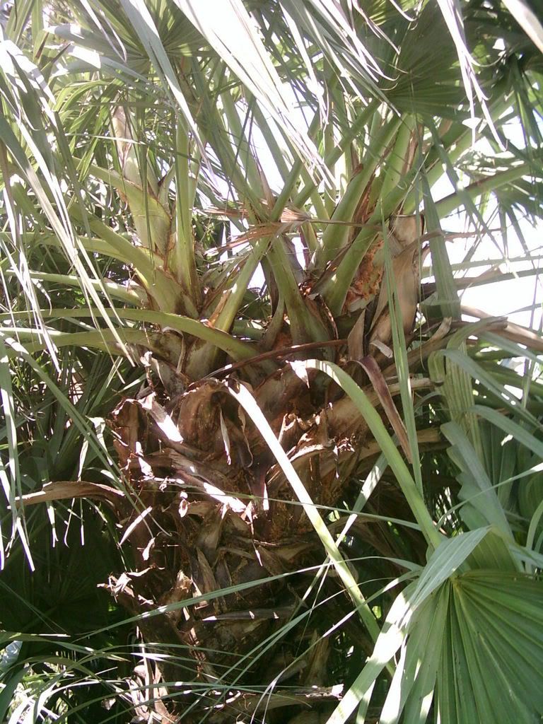 Looks like saw palmetto on steroidsWhat is it? DISCUSSING PALM