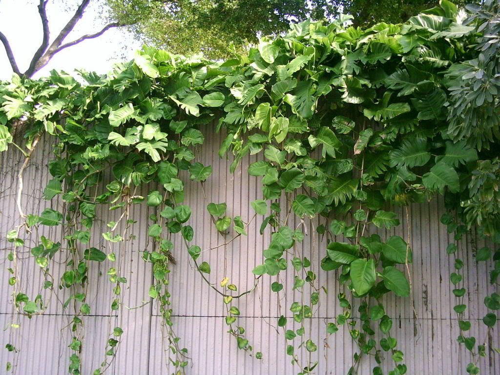 Pothos1.jpg