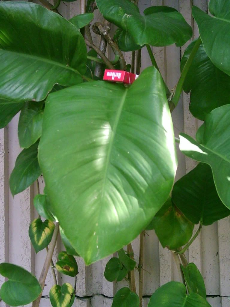 Pothos2.jpg