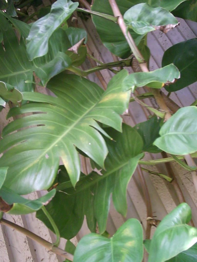Pothos3.jpg