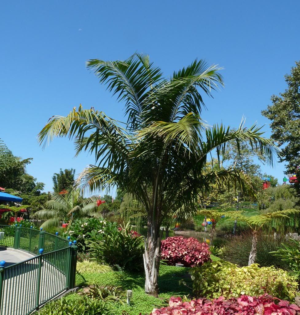 P1090797-1.jpg