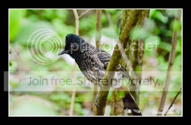 birdacopy.jpg