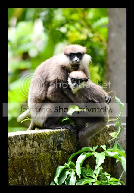 monkey.jpg