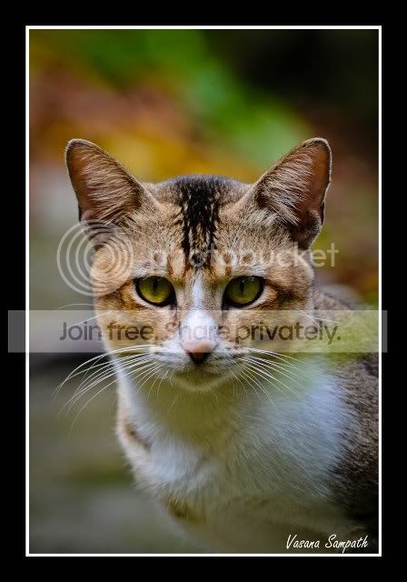pusa.jpg