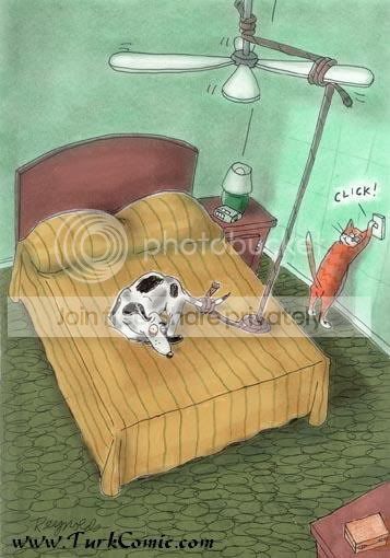 catdog.jpg