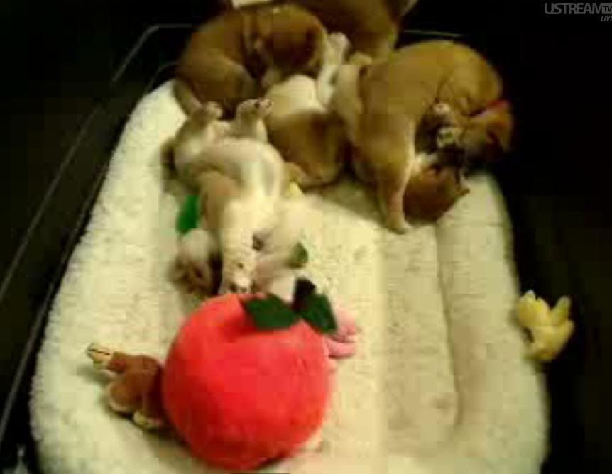 https://i192.photobucket.com/albums/z192/knod668/Puppies.jpg