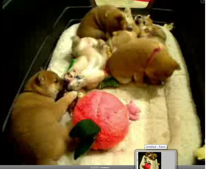 https://i192.photobucket.com/albums/z192/knod668/Puppies2.jpg