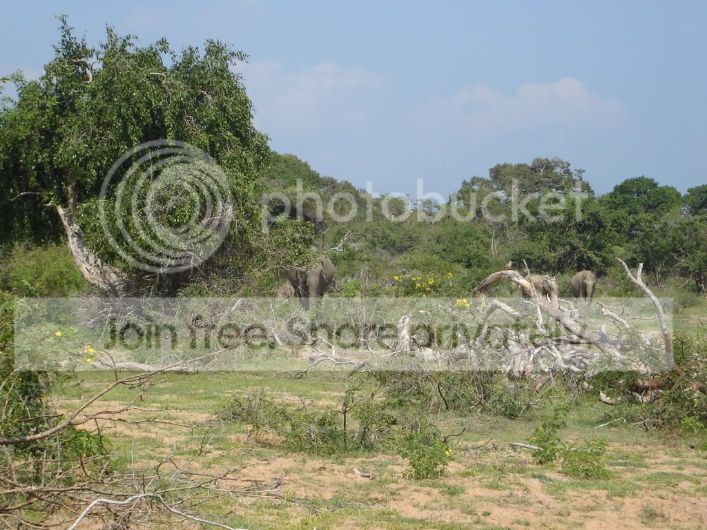 Kataragama083.jpg