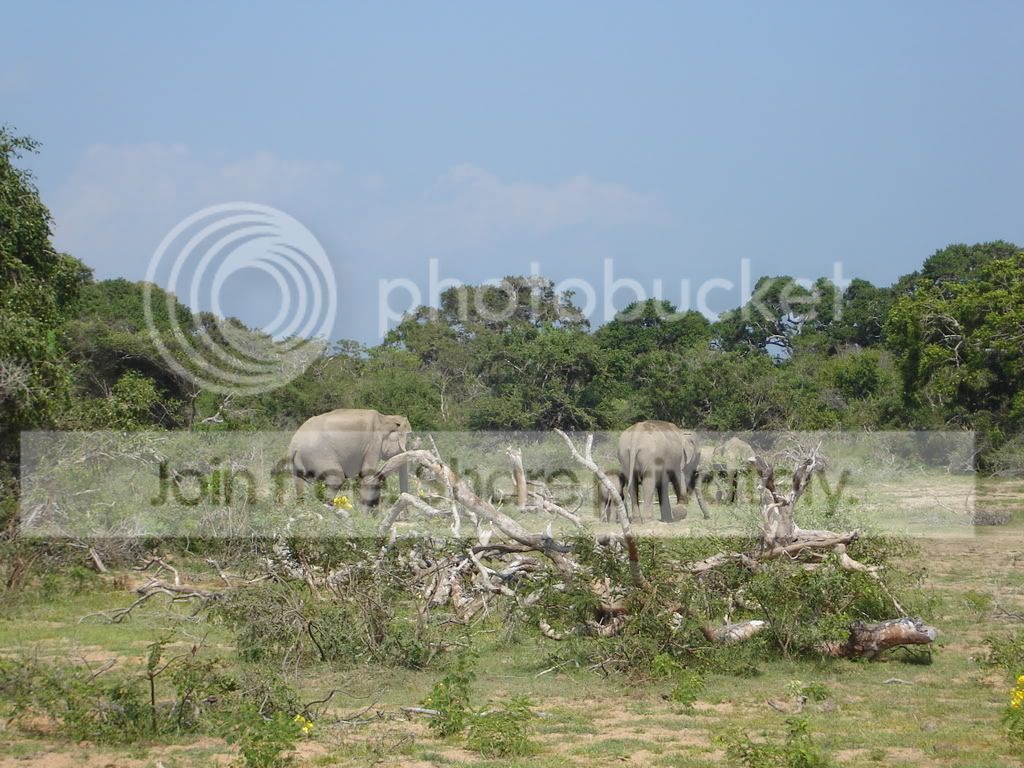 Kataragama085.jpg