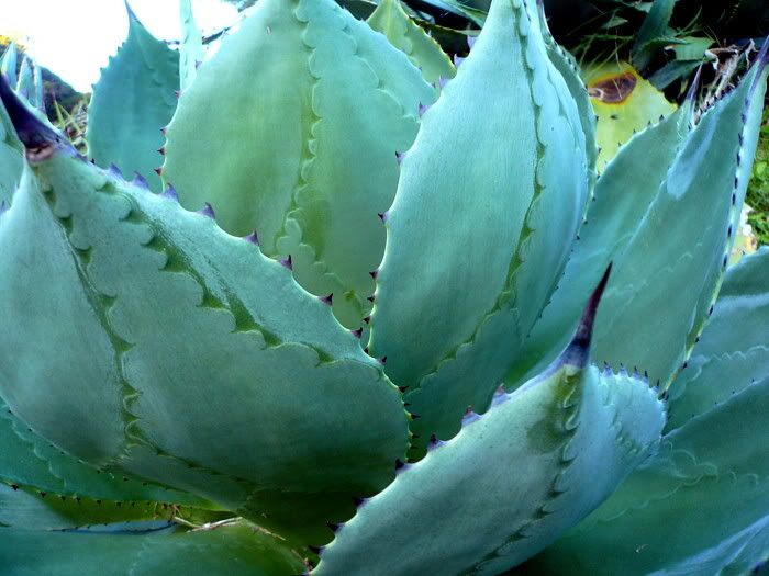 Aloe