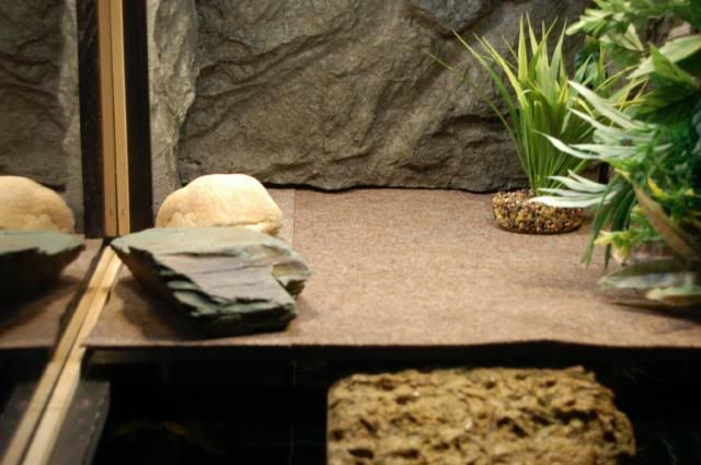 Redearslider.com :: View topic - Basking Area Complete Turtles not ...