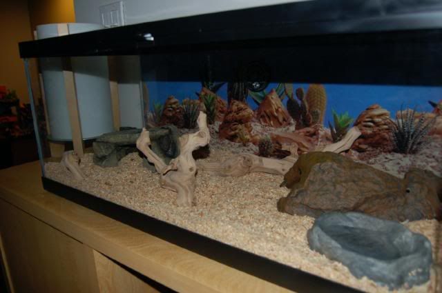 Redearslider.com :: View topic - Basking Area Complete Turtles not ...